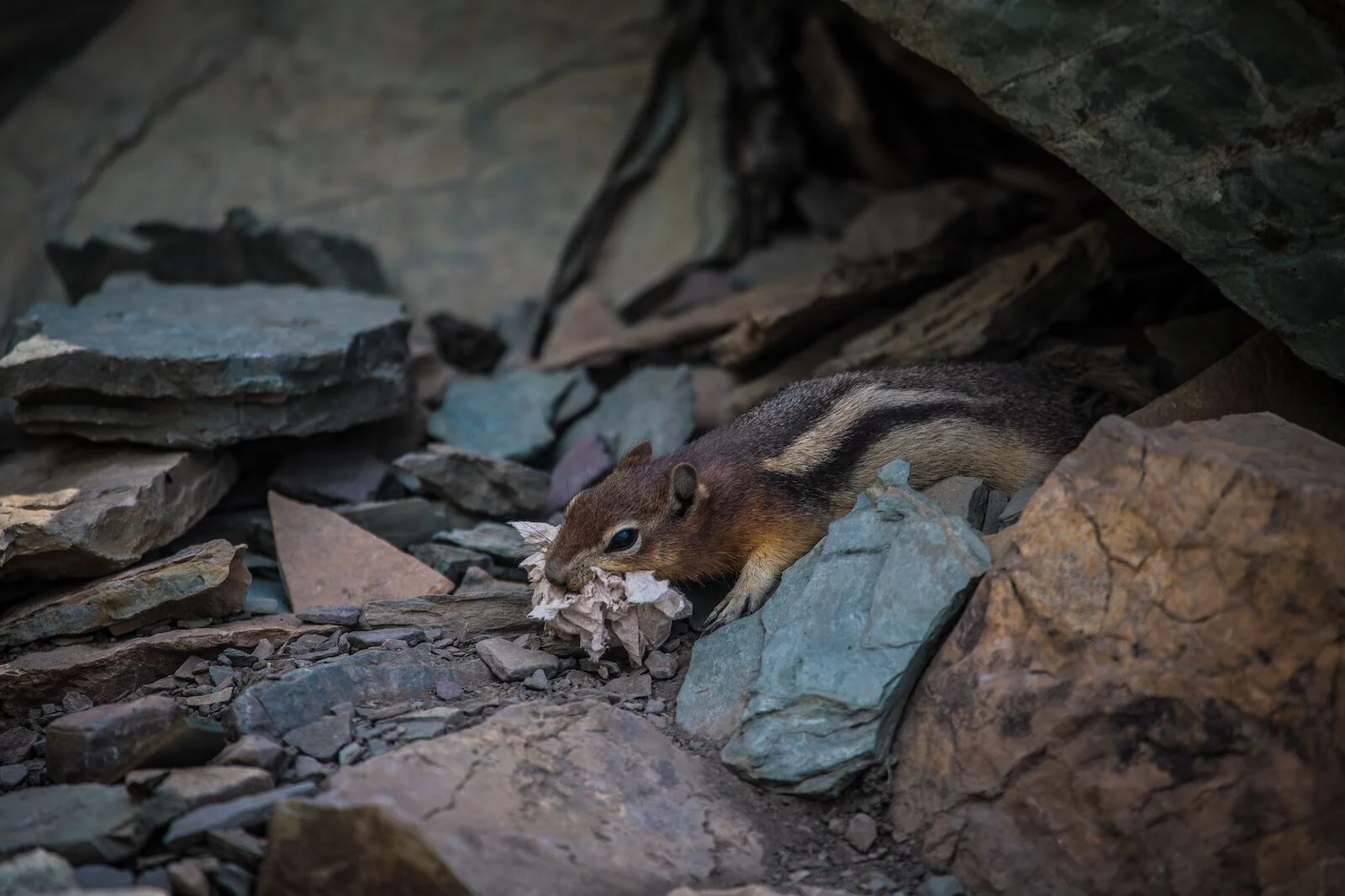 reservations at national parks - squirrel eatig trash
