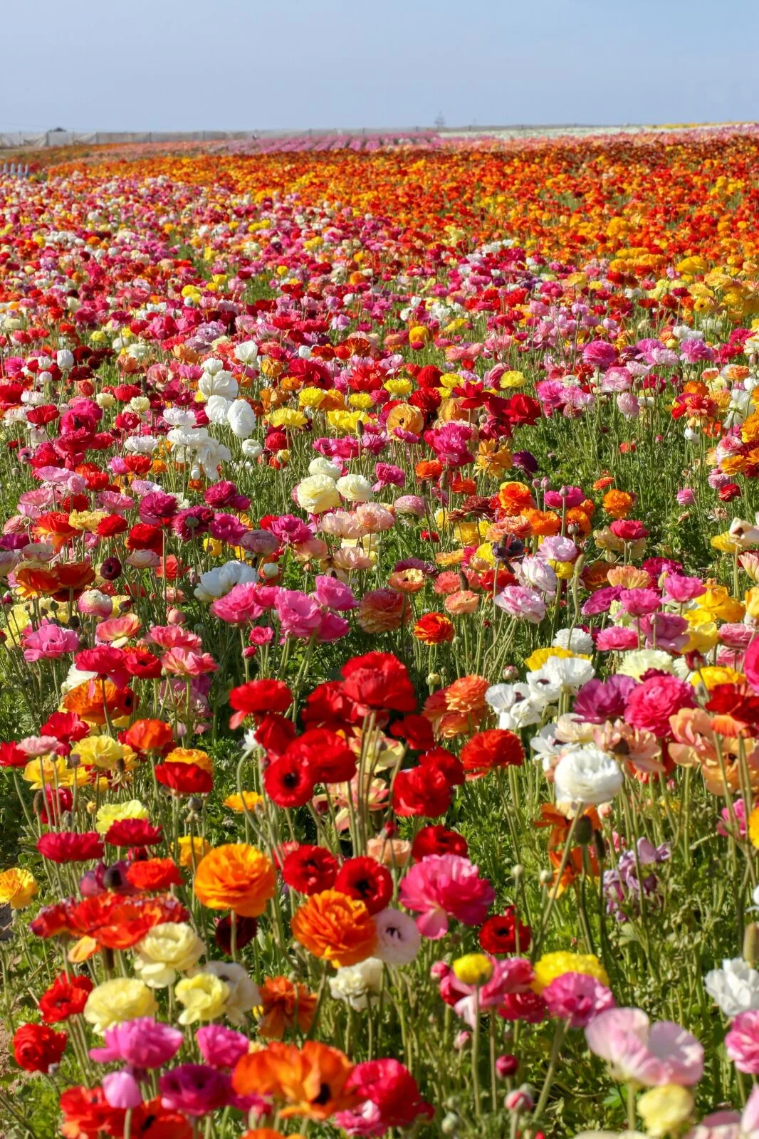 The Flower Fields